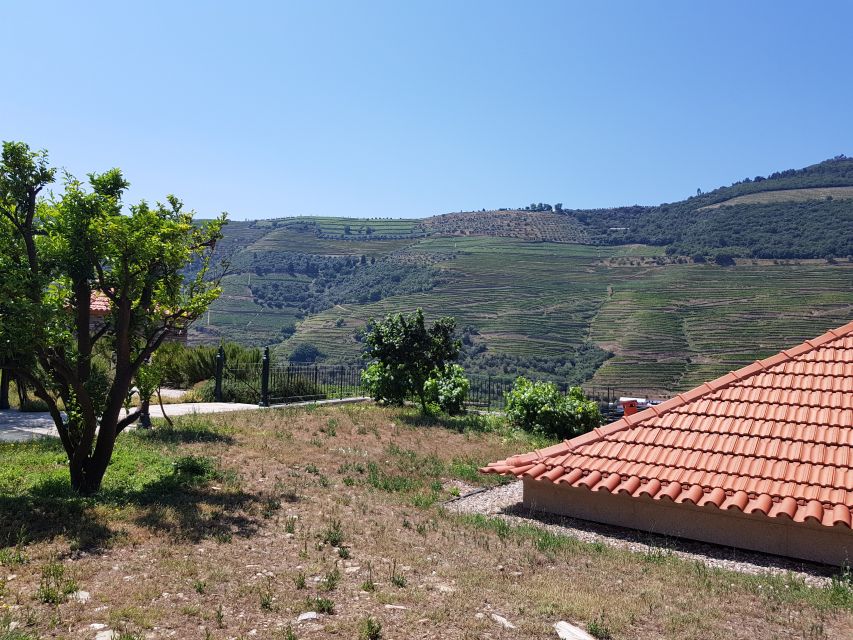 From Porto: Premium Douro Valley 4 Vineyards Tour with Lunch - Stop 2: a bigger producer, plus olive oils and Port wines
