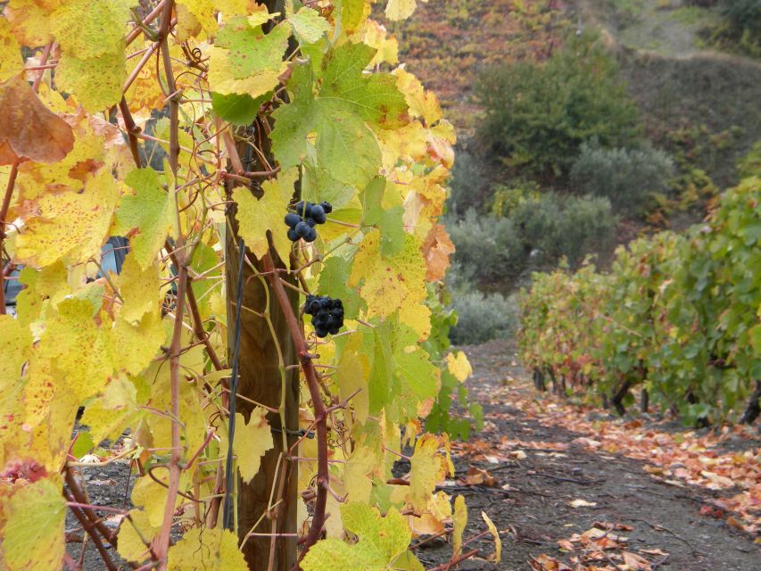 From Porto: Private Douro Valley Tour with Booking Service - Who this Douro Valley tour is best for