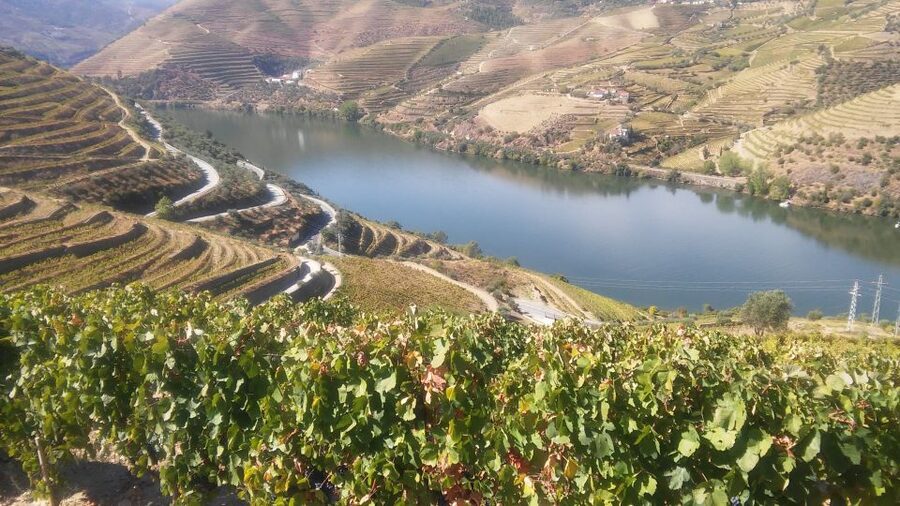 From Porto: Private Douro Valley Tour with Cruise and Wine - What makes this tour feel well run, from the guide to the little touches