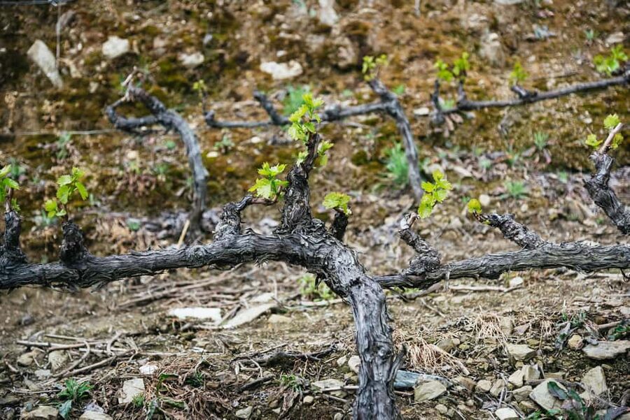 From Porto: Small Group Douro Valley Tour with Wine & Cruise - Second tasting, photo stop, and how the pacing works