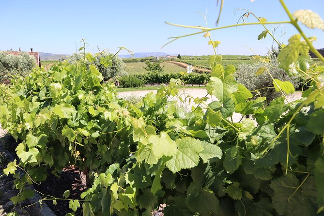 Genuine Douro Valley Tour: Visit 2 Wineries, Lunch & River Cruise - Timing that actually feels doable for a full day