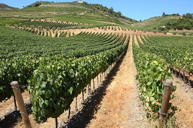 Genuine Douro Valley Tour: Visit 2 Wineries, Lunch & River Cruise - Quinta do Tedo: guided Port and DOC Douro tastings with river views