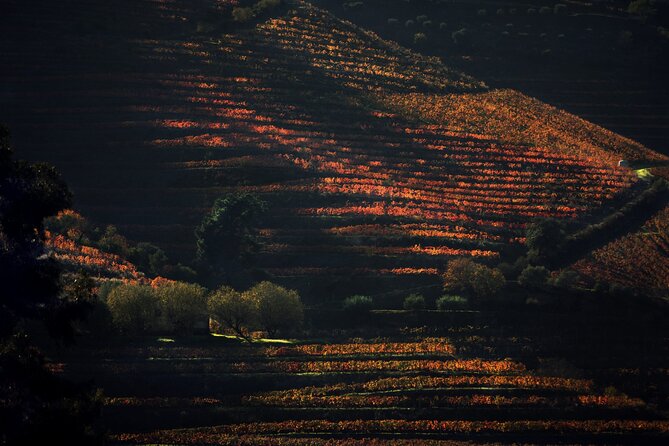 Lunch and Wine Tasting in the Douro Valley Region - Key highlights you should care about