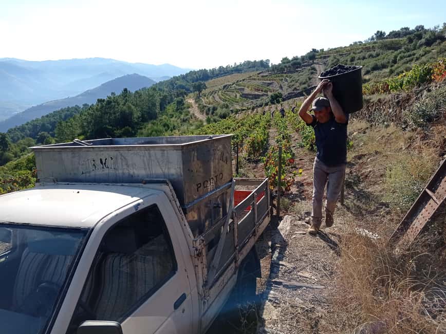 Pinhão Experience: Wine Tasting, Lunch, and Rabelo Boat - Quinta wine tasting: why the vineyards matter