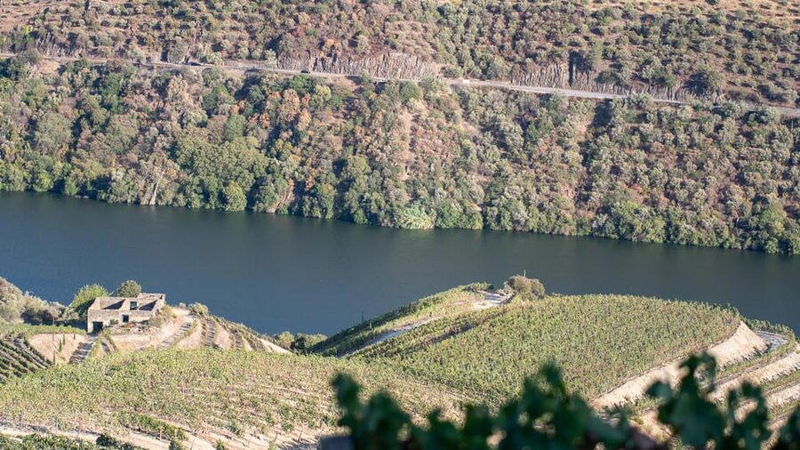 Pinhão: Quinta da Formigosa Vineyard Tour and Wine Tasting - Who should book Quinta da Formigosa, and who might not