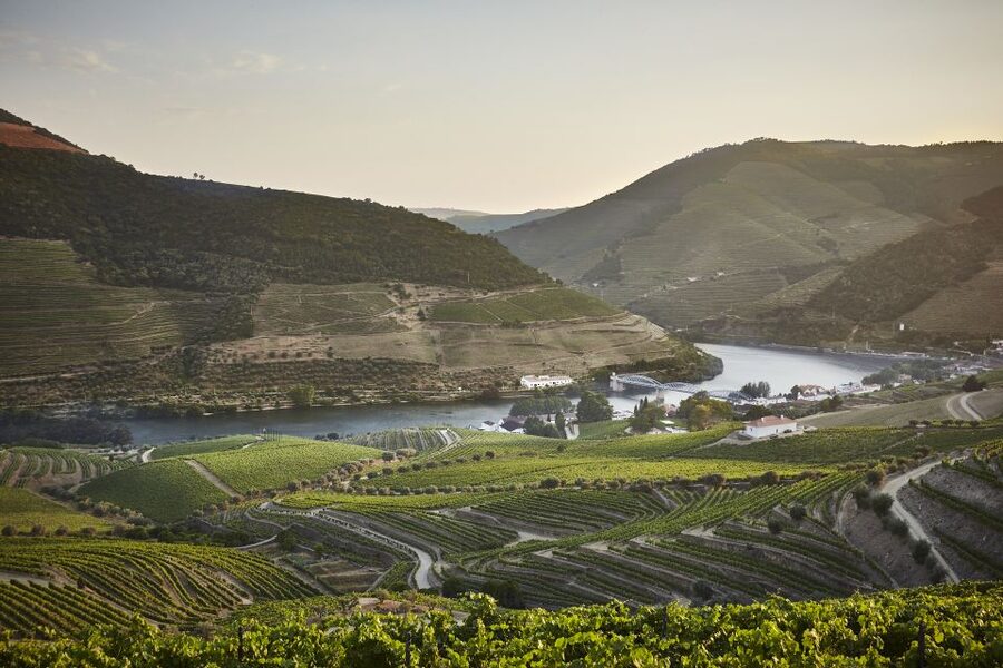 Pinhão: Quinta do Bomfim Visit and Tasting - Vineyard Walks and Dry Stone Terraces You Can Actually Walk Through