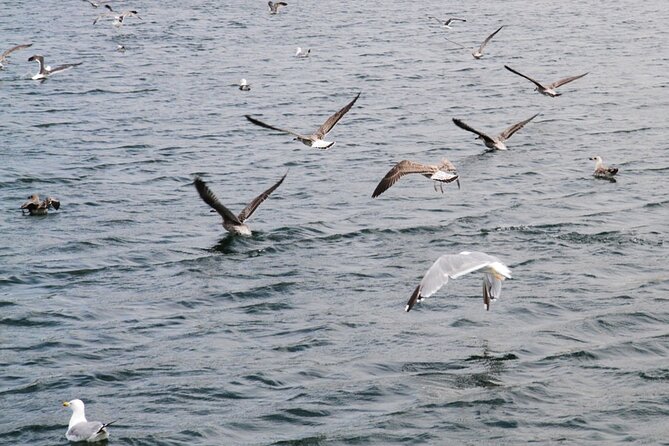 Porto Douro Nature Boat Tour - What’s Included, and What You’ll Want to Plan For