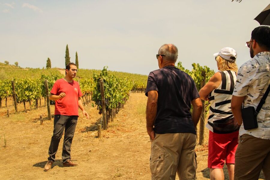 Porto: Douro Valley History & Wine Tour with Cruise & Lunch - Key things to love about this Douro day