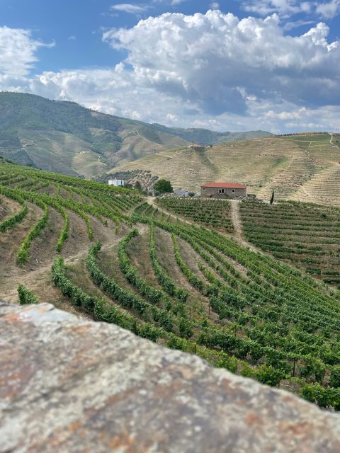 Porto: Douro Valley Private Tour 2 Vineyards & River Cruise - First vineyard stop: wine table, olive oil tastings, and Port-style context