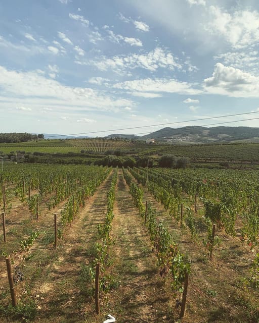 Porto: Douro Valley Tour w/ 3 Tastings, Lunch, & Opt. Cruise - Tawny Port finale, plus the Amarante Verde detour