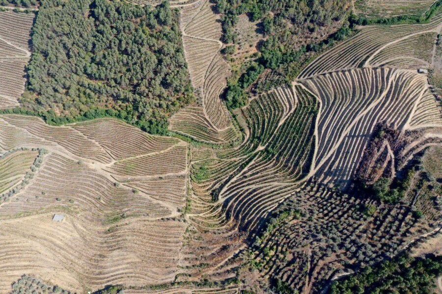 Porto: Douro Valley Tour w/ 3 Tastings, Lunch, & Opt. Cruise - A pre-winery flavor lesson: almonds, bread, honey, and wine