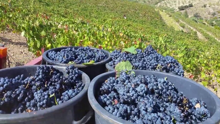 Porto: Douro Valley Tour with 2 Wineries, Lunch and Cruise - Lunch at a winery in the valley, where the day slows down