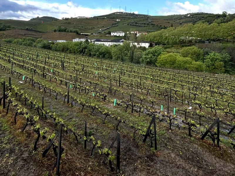 Porto: Douro Valley Tour with 3 Wineries and Lunch - Who should book this Porto to Douro Valley tour with 3 wineries and lunch