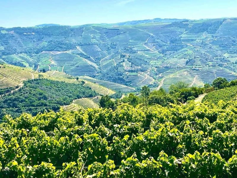 Porto: Douro Valley Tour with 3 Wineries and Lunch - Sabrosa lunch with table wines: the meal that actually ties it together