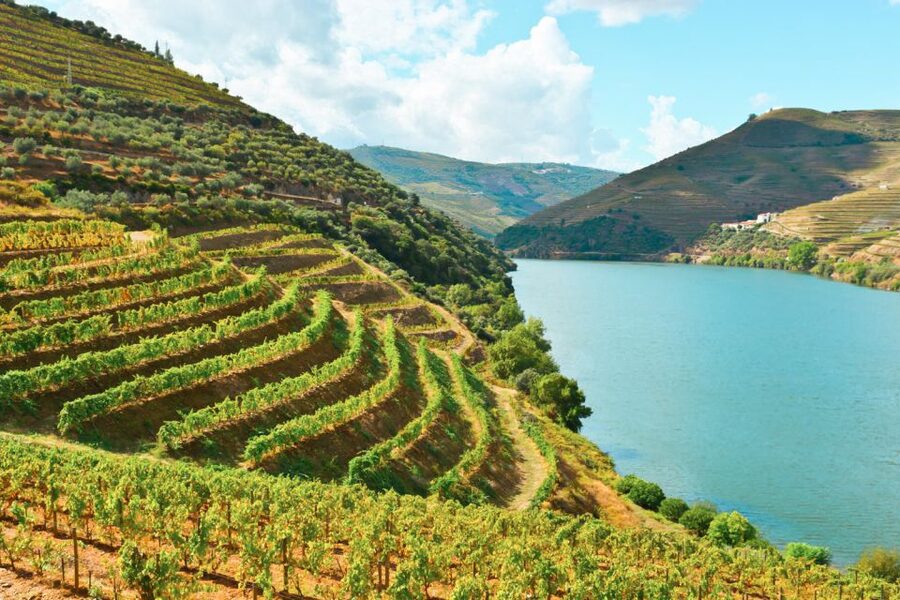 Porto: Douro Valley Tour with Wine Tasting, Cruise and Lunch - Second tasting stop and the value of tasting twice