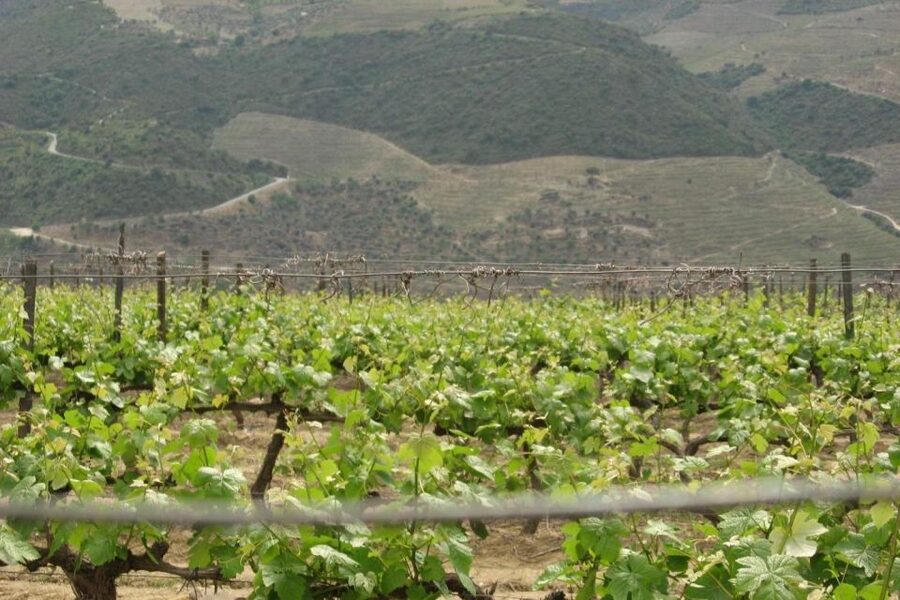 Porto: Douro Valley Wine Tour - The Rabelo boat cruise: iconic views, and sometimes less explanation