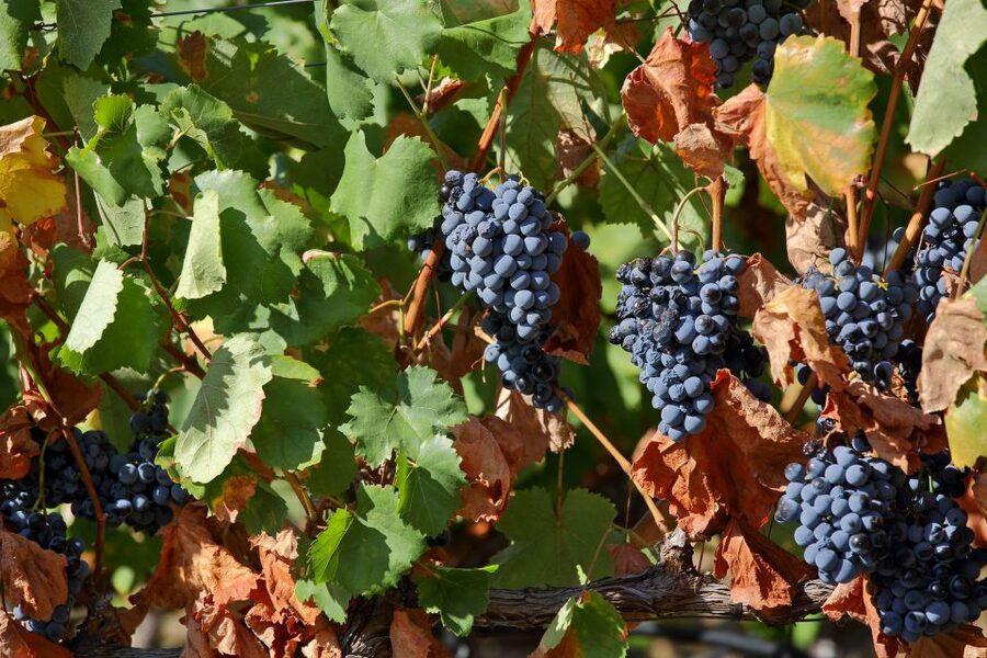 Porto: Douro Valley Wine Tour - Second Douro winery tasting: the part that ties the day together