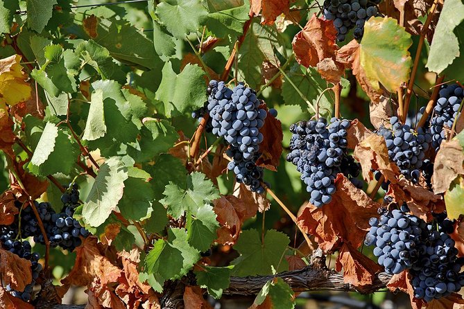 Porto: Douro Valley Wine Tour Including Lunch - Pinhão and the Rabelo boat cruise: the river view you can’t fake
