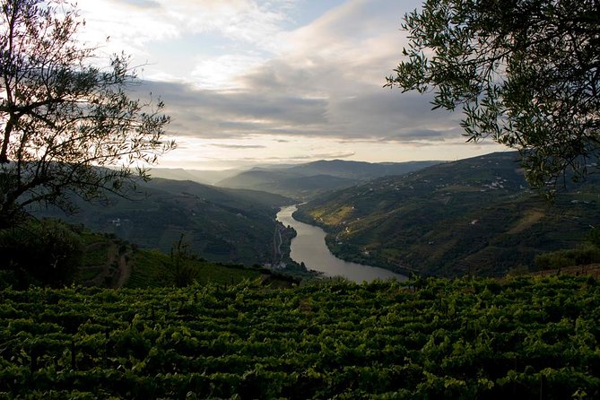 Porto: Douro Valley Wine Tour Including Lunch - Folgosa winery stop: where the tasting focus may shift toward Port