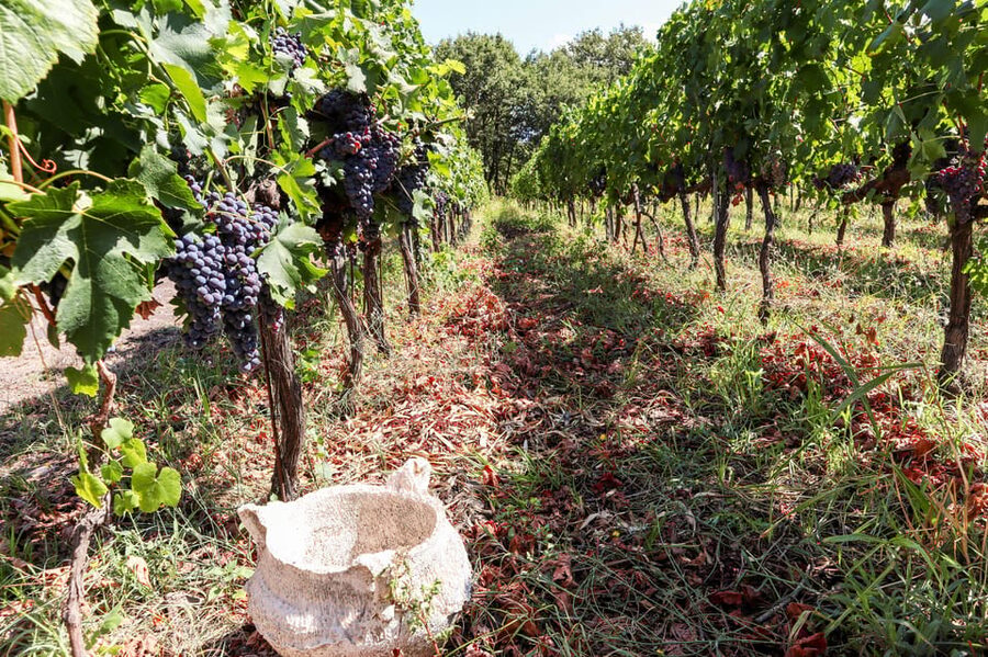 Porto: Douro Valley Wine Tour with a Sommelier & Boat Trip - What you taste: why 15 wines and ports is more than a number