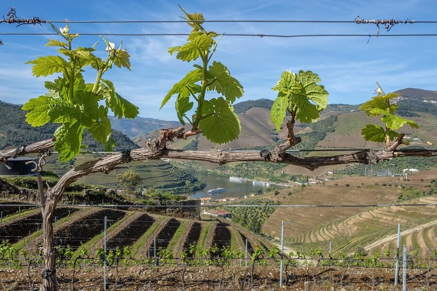Porto: Douro Valley Wine Tour with a Sommelier & Boat Trip - Small-group pacing: why it never feels like a rush