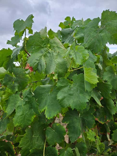 Porto-Douro: visit to a Quinta with wine tasting and train trip - Key points at a glance