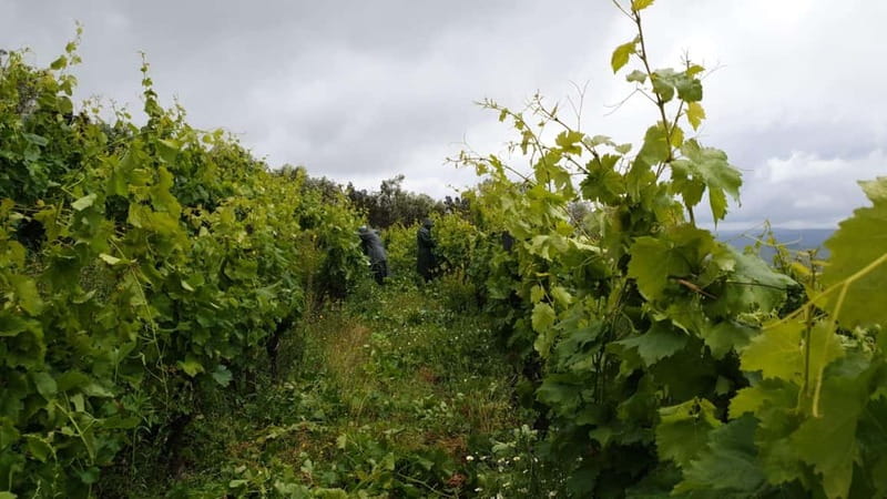 Porto-Douro: visit to a Quinta with wine tasting and train trip - Riding the Porto-Régua train, Douro scenery included