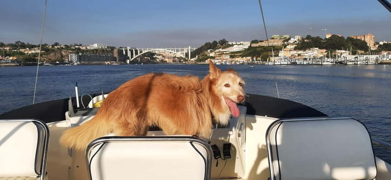 Porto: Private Yacht Tour on Douro River - up to 12 people - Who this private Douro cruise suits best