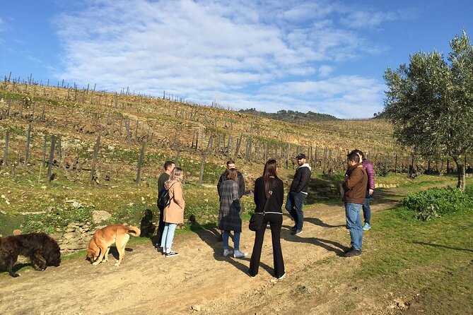 Premium Douro Valley Small-Group Tour, Wine Tasting, Lunch & Boat - Stop 1: Quinta do Panascal and the Port-tasting rhythm
