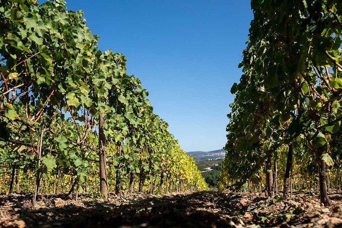 Premium Private Douro Tour: 2 Wineries with Tastings & Cruise - Key highlights
