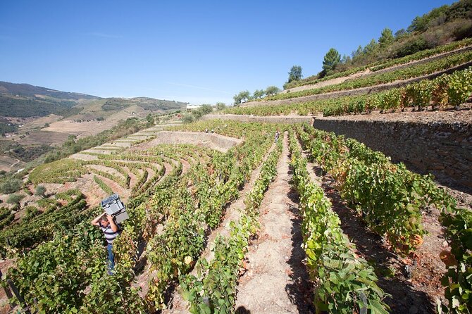 Premium Private Douro Tour: 2 Wineries with Tastings & Cruise - Winery visits: DOC Douro tastings with the story behind the glass