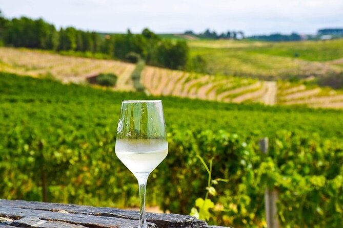 Premium Private Douro Tour: 2 Wineries with Tastings & Cruise - A hands-on moment may show up: grape picking and stomping