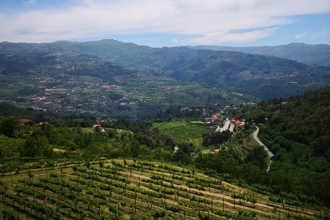 Premium Private Douro & Vinho Verde Tour: Wine Tastings & Lunch - Vinho Verde estate visit: crisp whites with regional rules