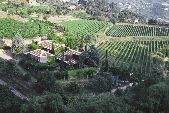 Premium Private Douro & Vinho Verde Tour: Wine Tastings & Lunch - Who should book this Douro and Vinho Verde tour