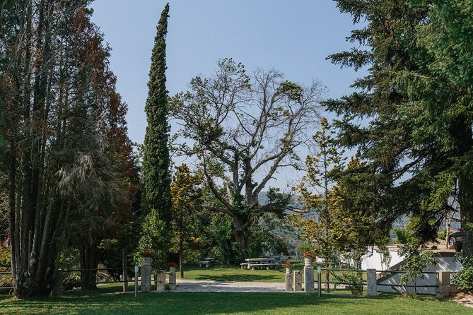 Premium Private Douro & Vinho Verde Tour: Wine Tastings & Lunch - UNESCO Douro Valley winery time: tastings with local flavor anchors