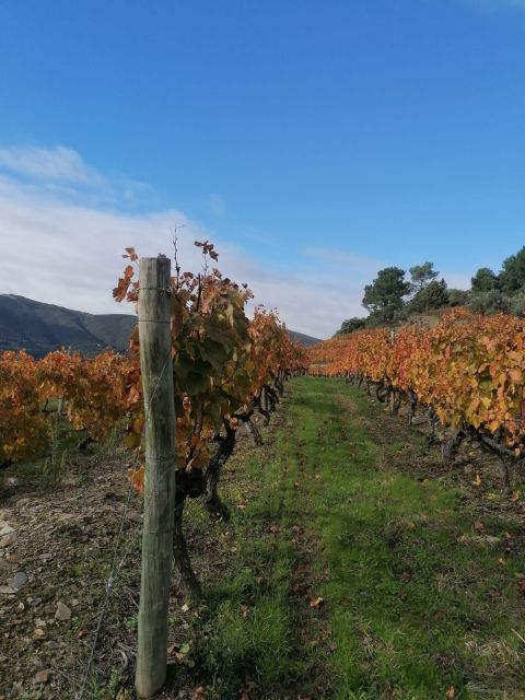 Private Douro Valley 4WD Tour with Wine Tasting and Picnic - Who should book this tour (and who should skip it)