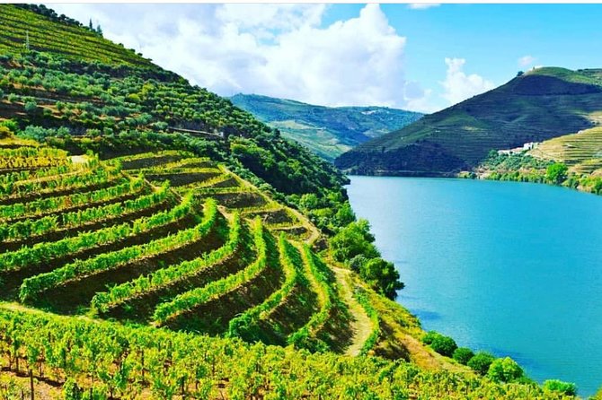 Terraced vineyards stepping down to the Douro river