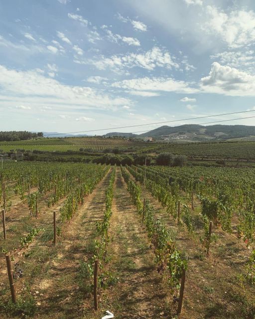 Private Douro Valley Full Day Tour - What Guides Like Tiago Bring to the Day