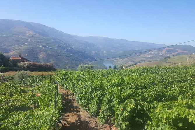 Private Douro Valley - Senses Experiences - The Douro Valley Proper: 5 Hours for Views, Views, and Wine Choices