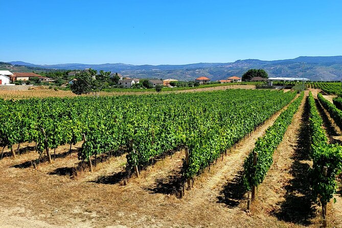 Private Douro Valley Tour (2 wineries + boat) - How this private Douro day actually feels
