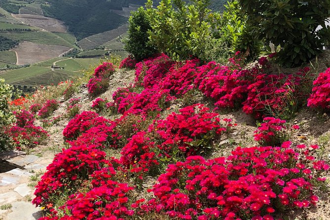 Private Douro Valley Tour Includes Wine Tasting and Boat Tour - What the Day Feels Like: Timing, Comfort, and Family-Friendliness