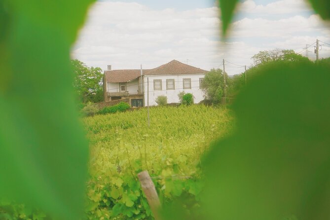 Private Douro Valley Tour with Lunch & Wines - Amarante green wine and regional nibbles you can actually remember