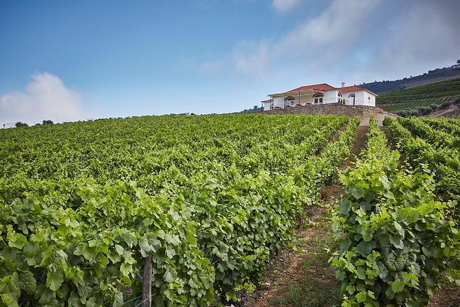 Private Douro Valley visit to three vineyards with Lunch from Porto - Folgosa and the National Road 222: prestigious estate tours and Port sampling
