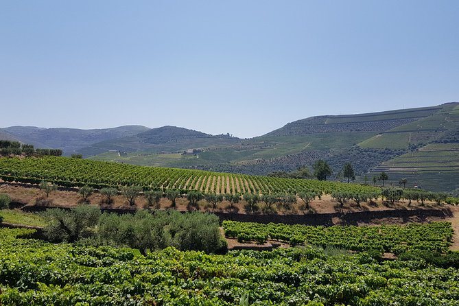 Private Douro Valley visit to three vineyards with Lunch from Porto - Lunch timing near Pinhão and the real meaning of big “Douro views”