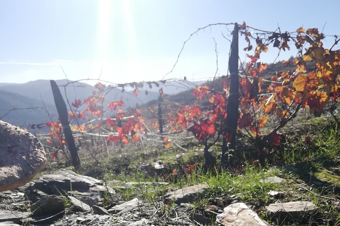 Private Douro Valley Wine Tour for True Wine Lovers - Getting to Pinhão and What a 7 to 8 Hour Day Really Means
