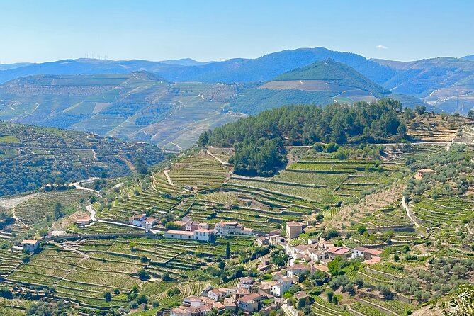 Private Douro Valley Winery Tour and River Cruise w/ Mercedes SUV - Quinta do Bomfim winery visit: wine tasting time that stays the main event