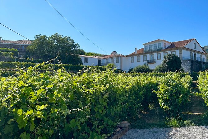 Private Douro Valley Winery Tour and River Cruise w/ Mercedes SUV - Miradouro Torguiano viewpoint stop: 30 minutes of terrace-vineyard panoramas