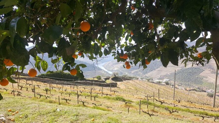 Private Tour: Douro Valley Wine and Food From Porto - River Cruise or Pinhão Station and Views: Choose Your Afternoon Mood