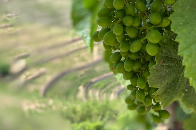Private Tour From Porto To Douro Valley With River Boat Ride - Casal de Loivos: village time plus olive oil and final tastings