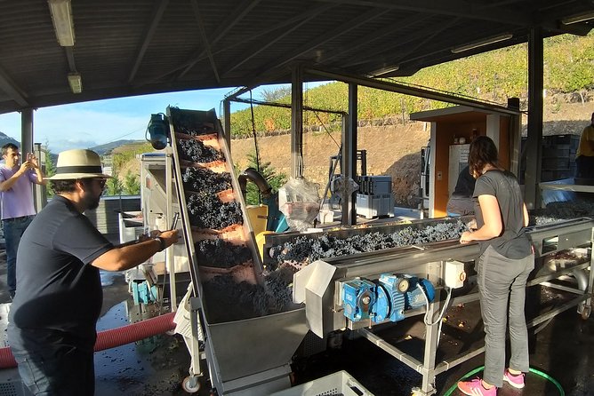 Private Tour to stunning Douro Valley and most renowned wineries - What You Get for $316.34 Per Person, and How to Judge Value